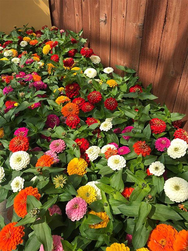 Zinnia 'preciosa Mix' - View 12 from www redcrocus com