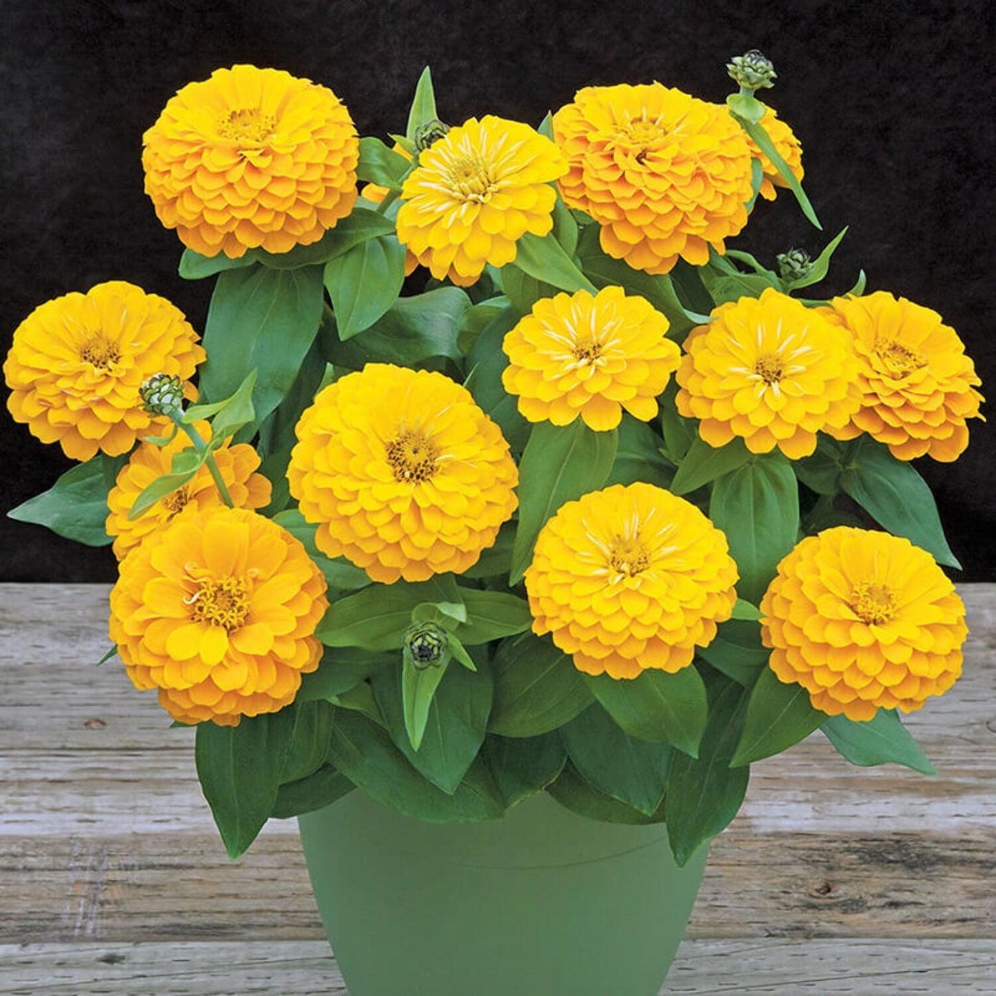 Zinnia 'preciosa Mix' - View 13 from www redcrocus com