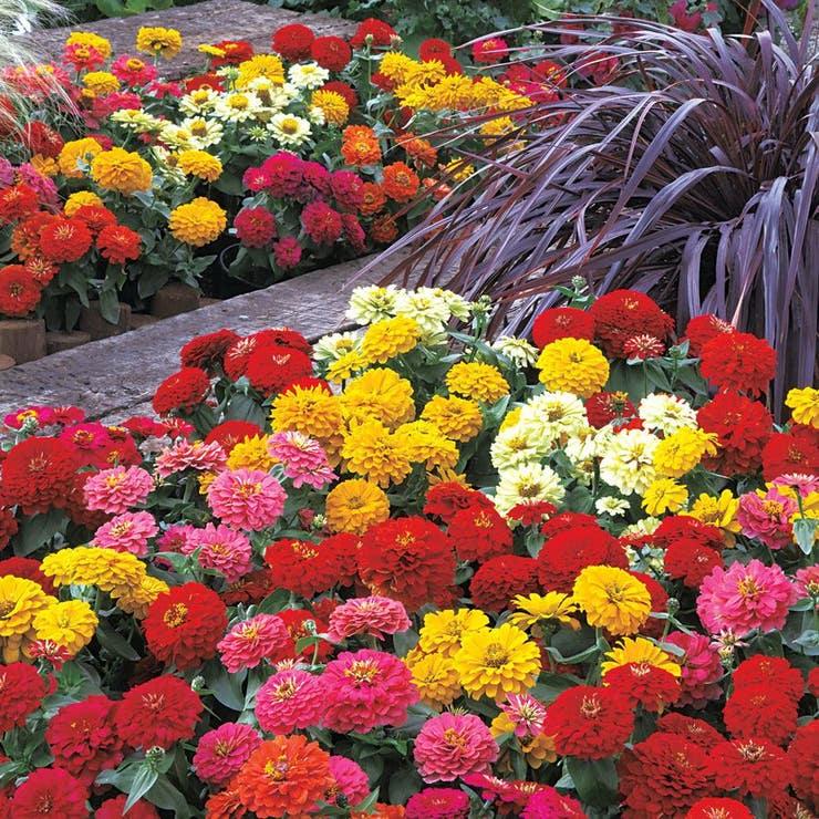 Zinnia 'preciosa Mix' - View 14 from www redcrocus com