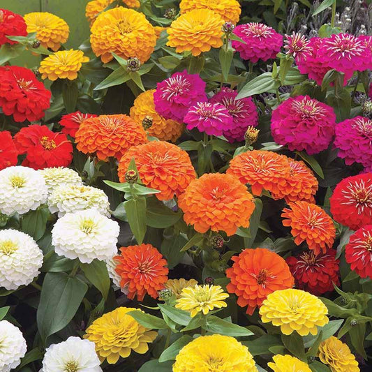 Zinnia 'preciosa Mix' - View 1 from www redcrocus com