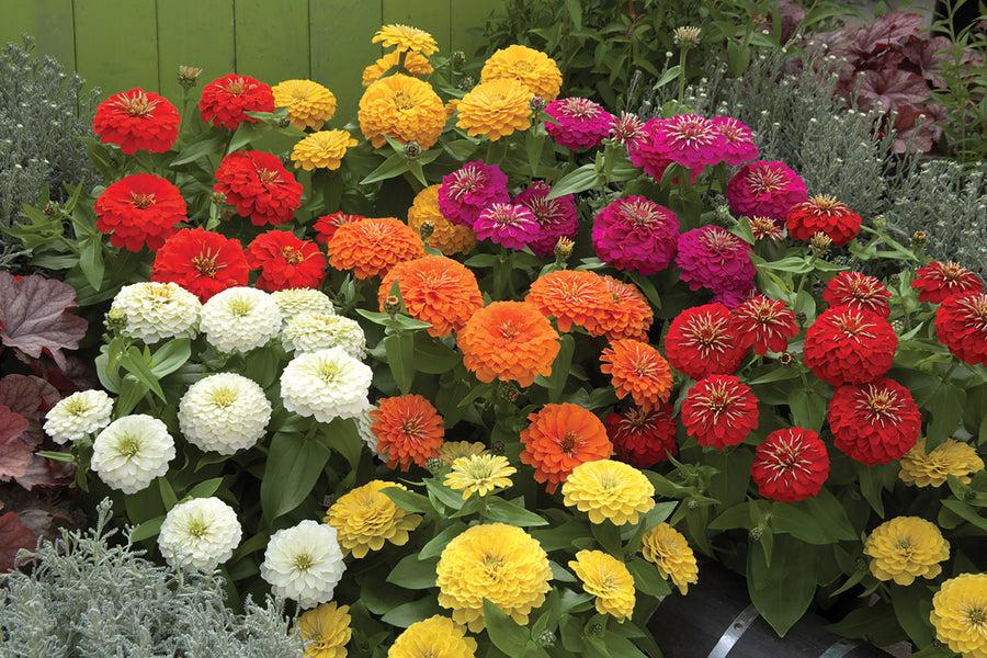 Zinnia 'preciosa Mix' - View 2 from www redcrocus com