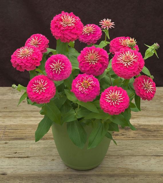 Zinnia 'preciosa Mix' - View 3 from www redcrocus com