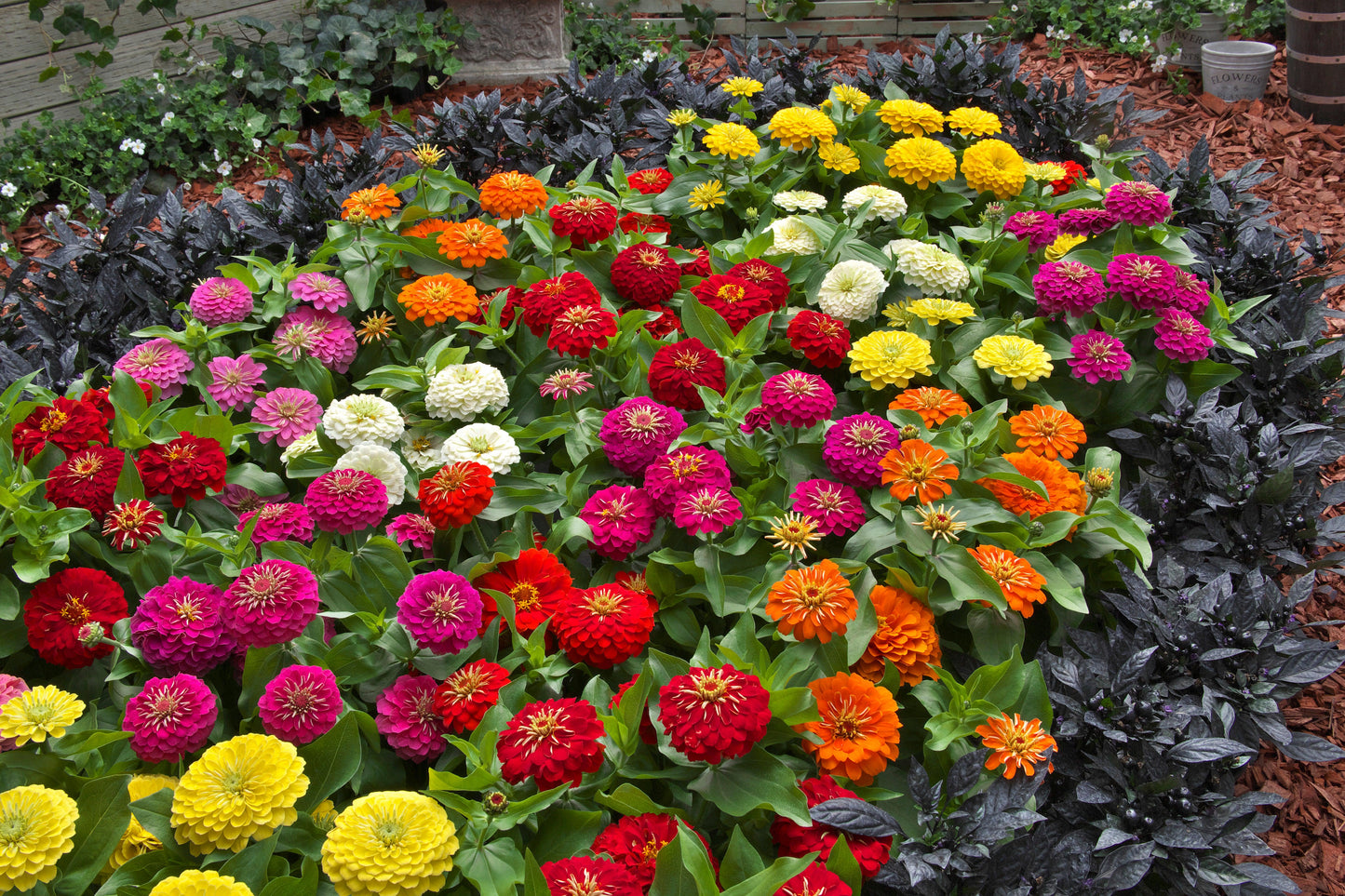 Zinnia 'preciosa Mix' - View 5 from www redcrocus com