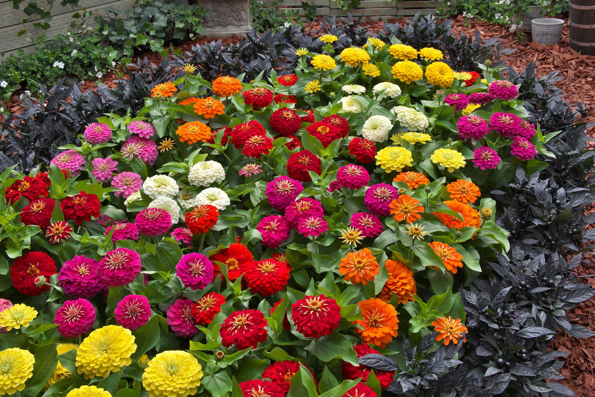 Zinnia 'preciosa Mix' - View 5 from www redcrocus com