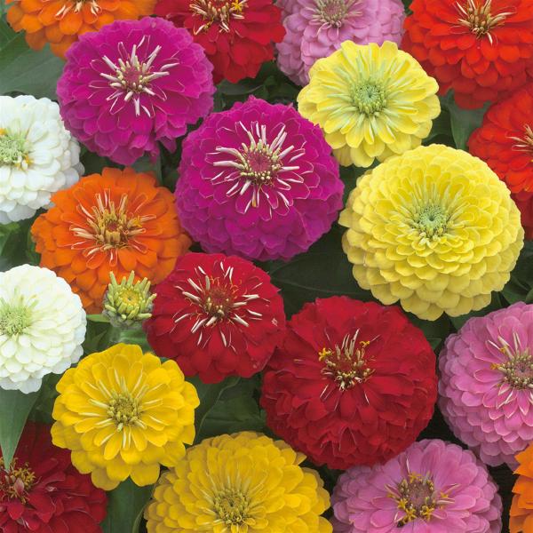 Zinnia 'preciosa Mix' - View 6 from www redcrocus com