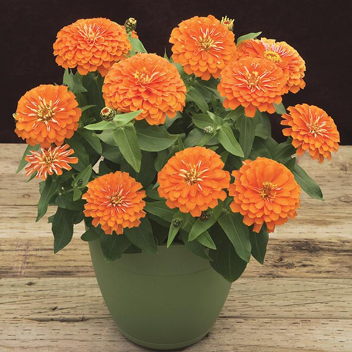 Zinnia 'preciosa Mix' - View 7 from www redcrocus com