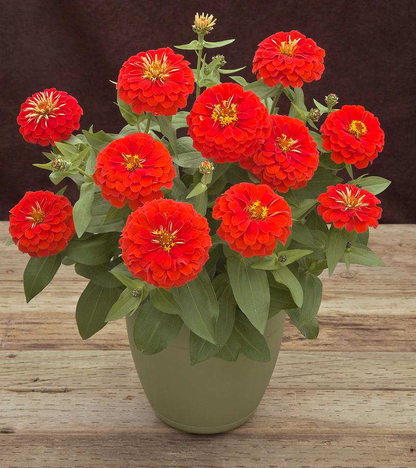 Zinnia 'preciosa Mix' - View 8 from www redcrocus com