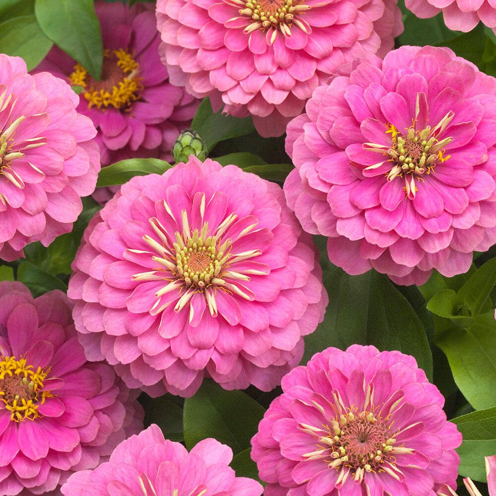 Zinnia Preciosa Pink - View 11 from www redcrocus com