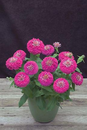 Zinnia Preciosa Pink - View 12 from www redcrocus com