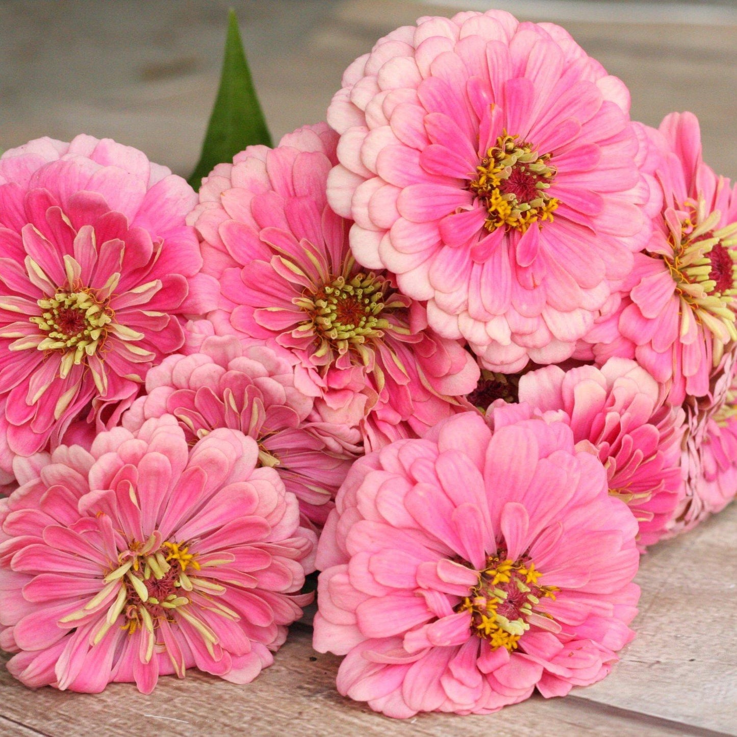 Zinnia Preciosa Pink - View 13 from www redcrocus com