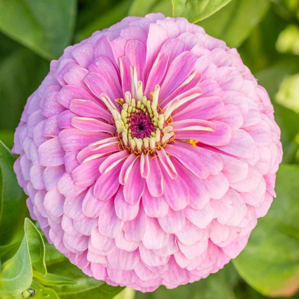 Zinnia Preciosa Pink - View 14 from www redcrocus com