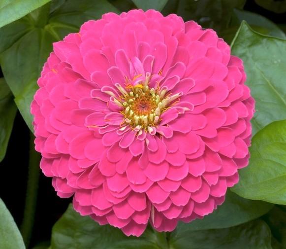 Zinnia Preciosa Pink - View 15 from www redcrocus com