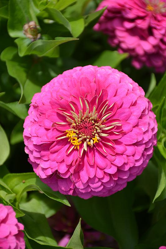 Zinnia Preciosa Pink - View 16 from www redcrocus com