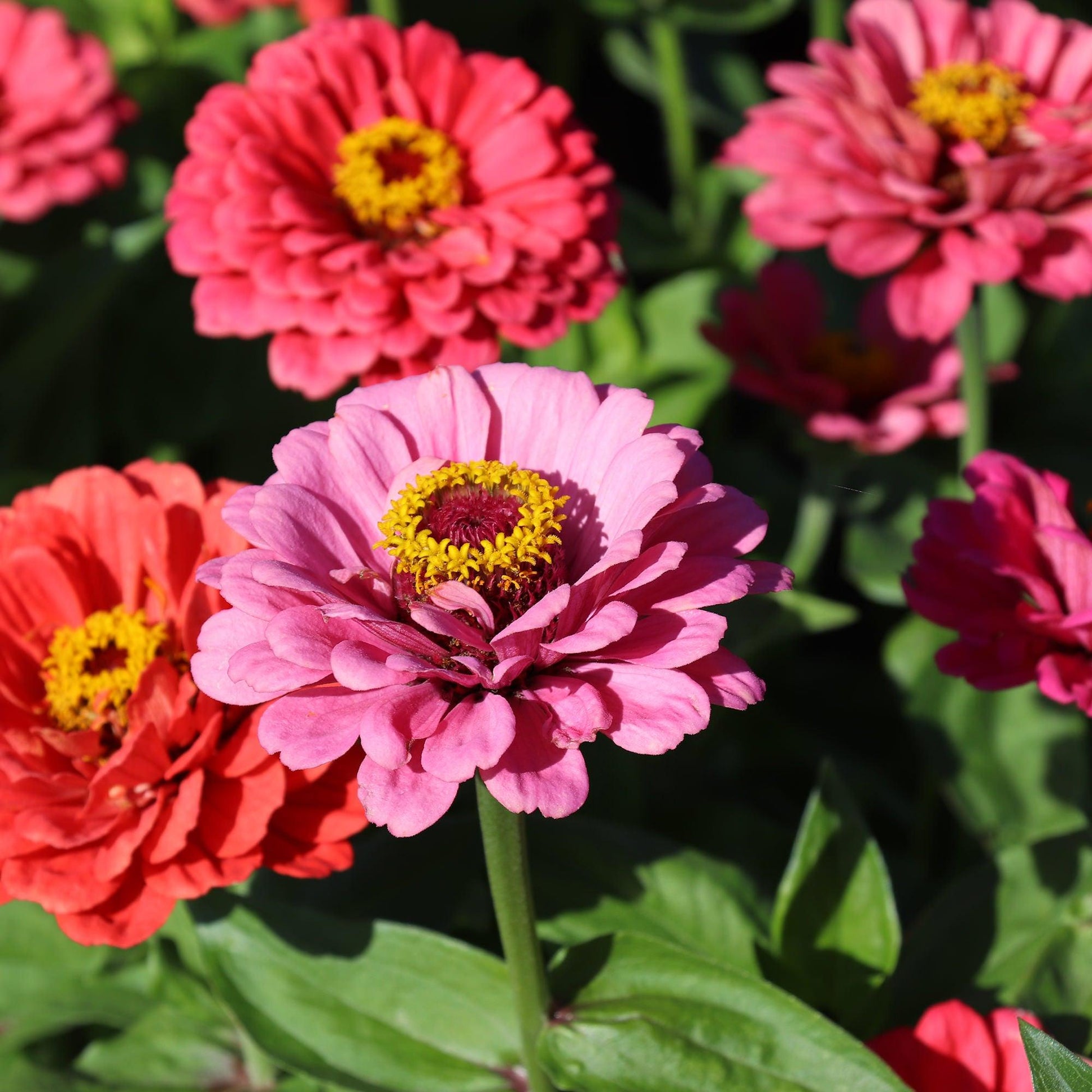 Zinnia Preciosa Pink - View 17 from www redcrocus com