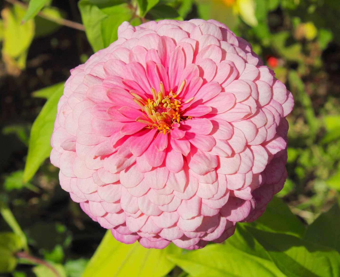 Zinnia Preciosa Pink - View 18 from www redcrocus com