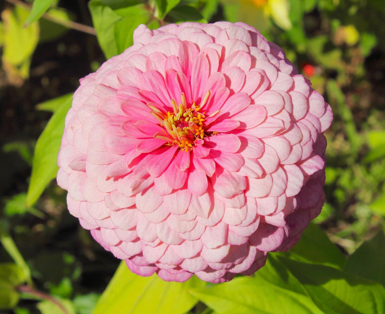 Zinnia Preciosa Pink - View 18 from www redcrocus com