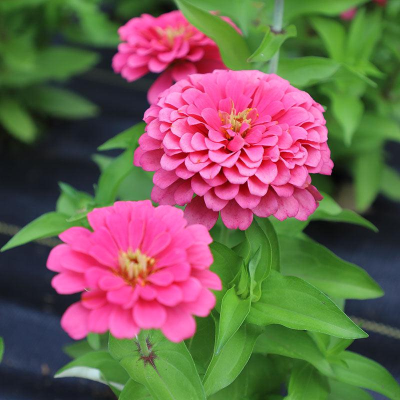 Zinnia Preciosa Pink - View 1 from www redcrocus com