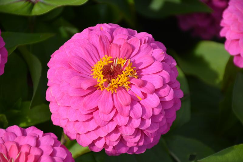 Zinnia Preciosa Pink - View 2 from www redcrocus com