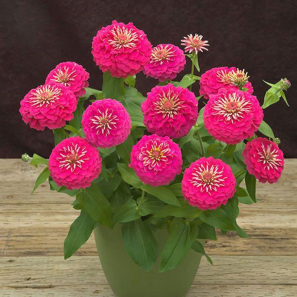 Zinnia Preciosa Pink - View 3 from www redcrocus com