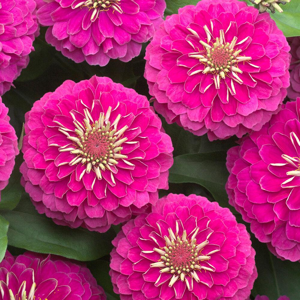 Zinnia Preciosa Pink - View 5 from www redcrocus com