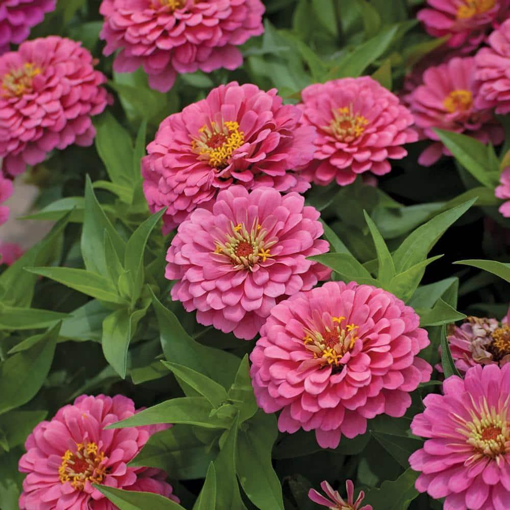 Zinnia Preciosa Pink - View 7 from www redcrocus com