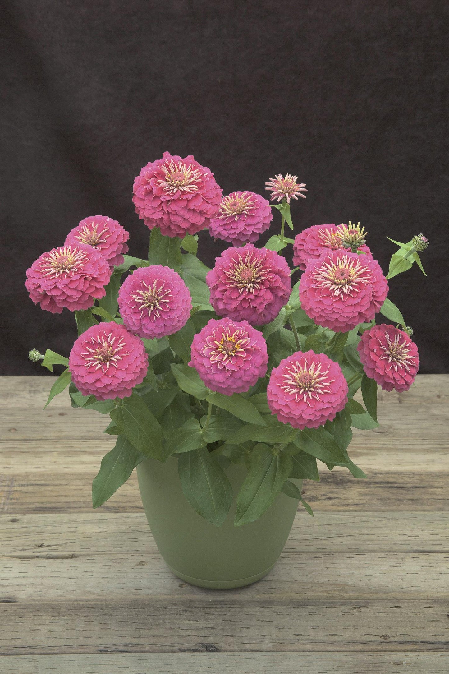 Zinnia Preciosa Pink - View 9 from www redcrocus com