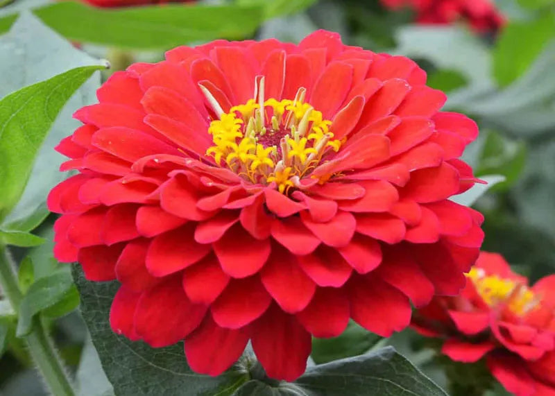 Zinnia Preciosa Scarlet - View 17 from www redcrocus com