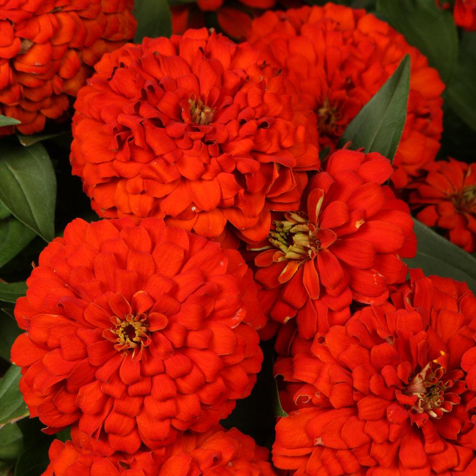 Zinnia Preciosa Scarlet - View 18 from www redcrocus com