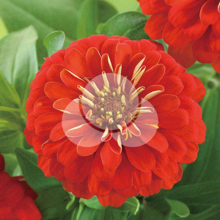 Zinnia Preciosa Scarlet - View 2 from www redcrocus com