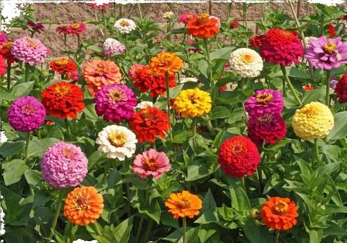 Zinnia 'preciosa Scarlet' - View 11 from www redcrocus com