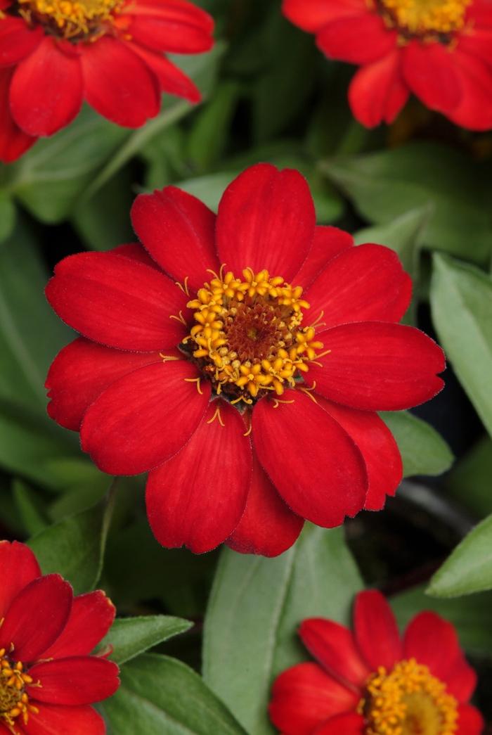 Zinnia 'preciosa Scarlet' - View 13 from www redcrocus com