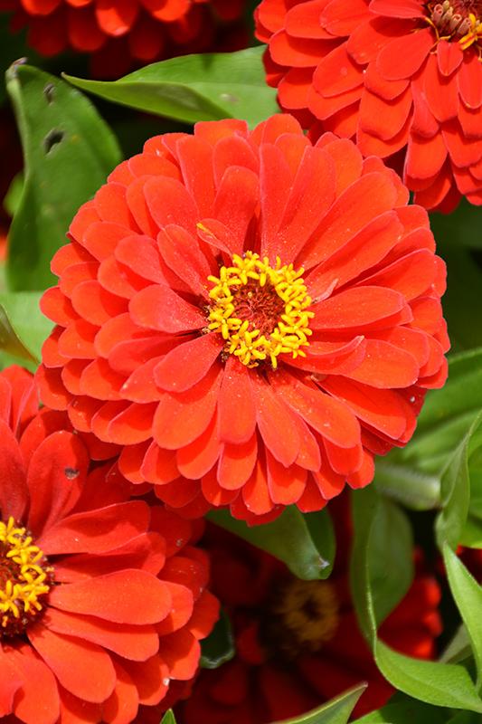 Zinnia 'preciosa Scarlet' - View 14 from www redcrocus com