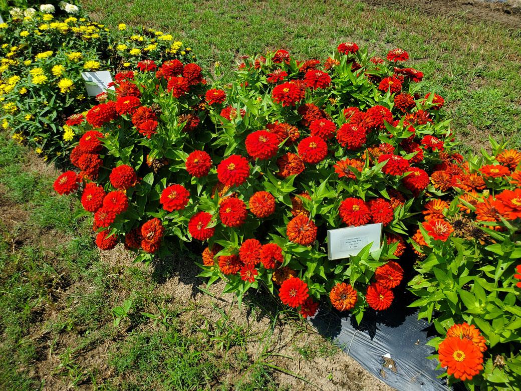Zinnia 'preciosa Scarlet' - View 2 from www redcrocus com