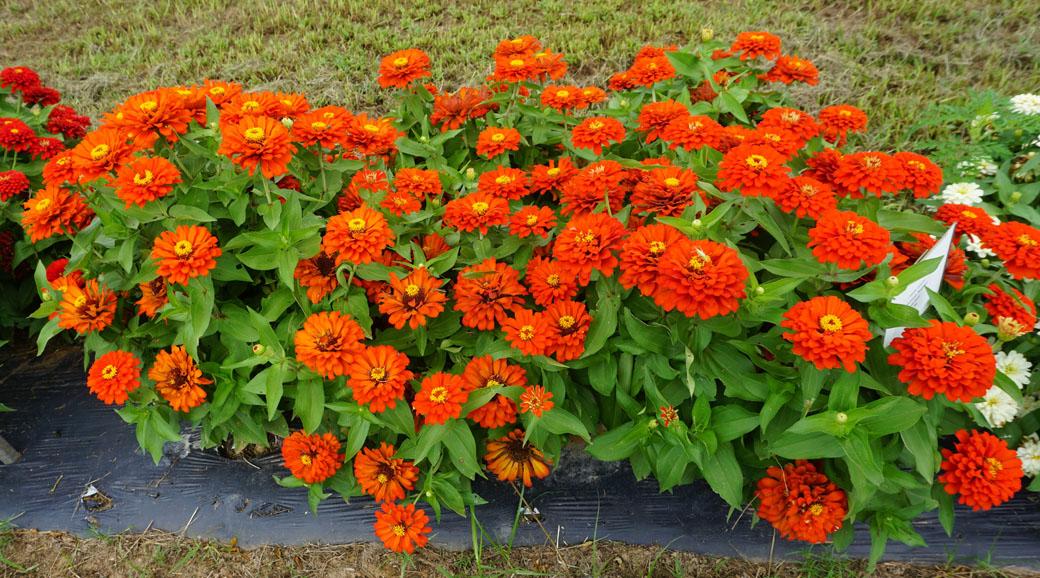 Zinnia 'preciosa Scarlet' - View 6 from www redcrocus com