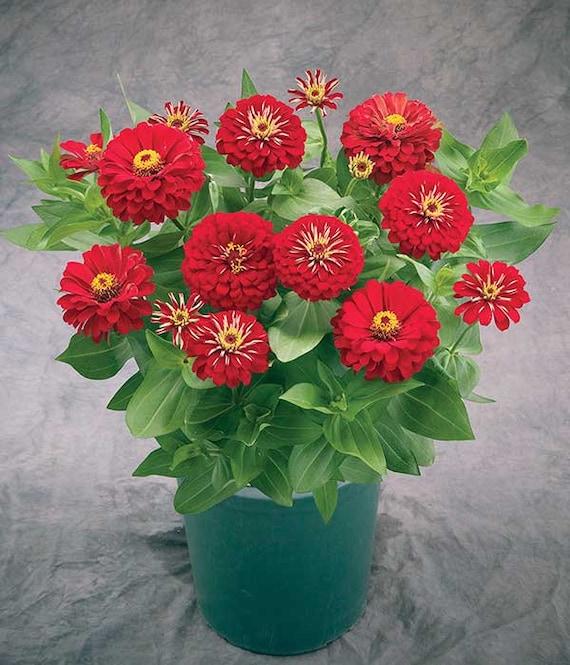 Zinnia 'preciosa Scarlet' - View 8 from www redcrocus com