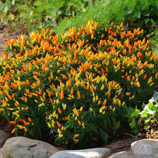 Pepper Ornamental Sedona Sun - View 11 from www redcrocus com