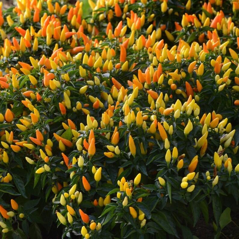 Pepper Ornamental Sedona Sun - View 12 from www redcrocus com