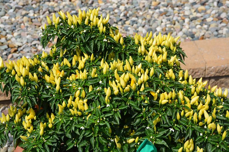 Pepper Ornamental Sedona Sun - View 8 from www redcrocus com