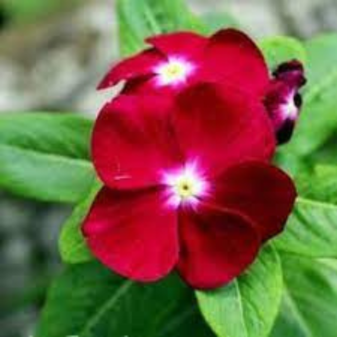 Vinca Blockbuster Dark Red - View 10 from www redcrocus com