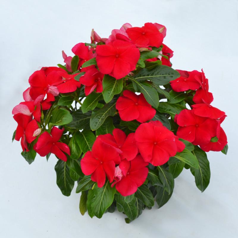 Vinca Blockbuster Dark Red - View 12 from www redcrocus com