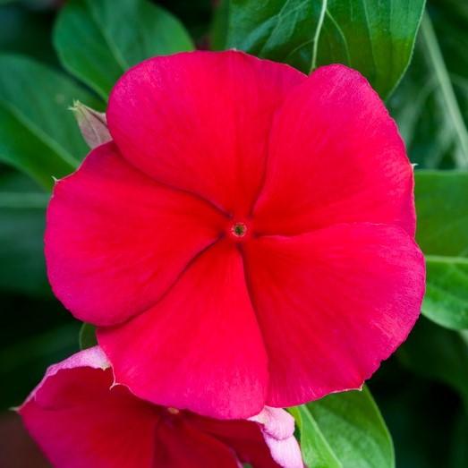 Vinca Blockbuster Dark Red - View 1 from www redcrocus com