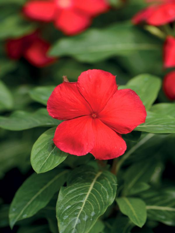 Vinca Blockbuster Dark Red - View 5 from www redcrocus com