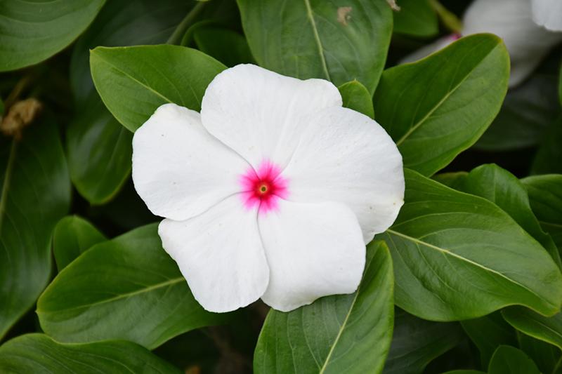 Vinca Blockbuster White - View 10 from www redcrocus com