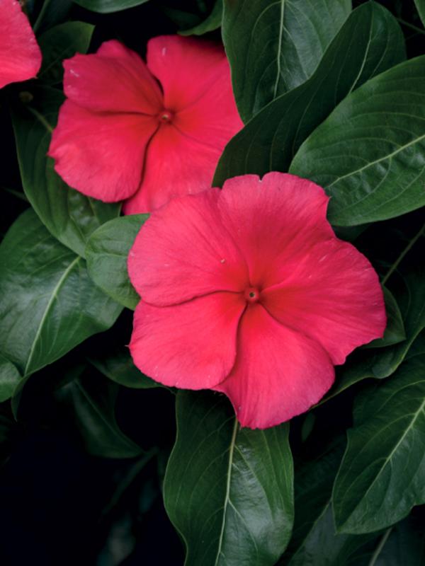 Vinca Blockbuster White - View 12 from www redcrocus com