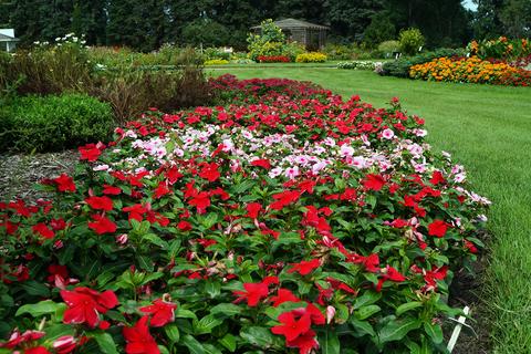 Vinca Blockbuster White - View 13 from www redcrocus com