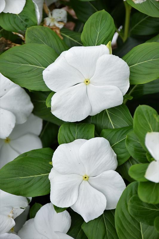 Vinca Blockbuster White - View 1 from www redcrocus com