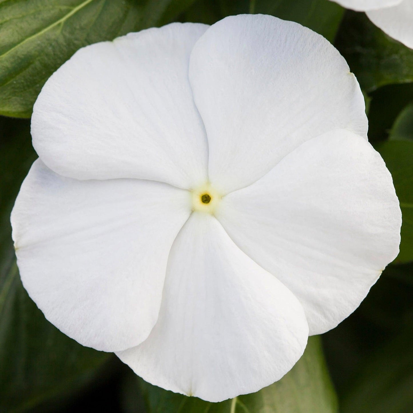 Vinca Blockbuster White - View 3 from www redcrocus com