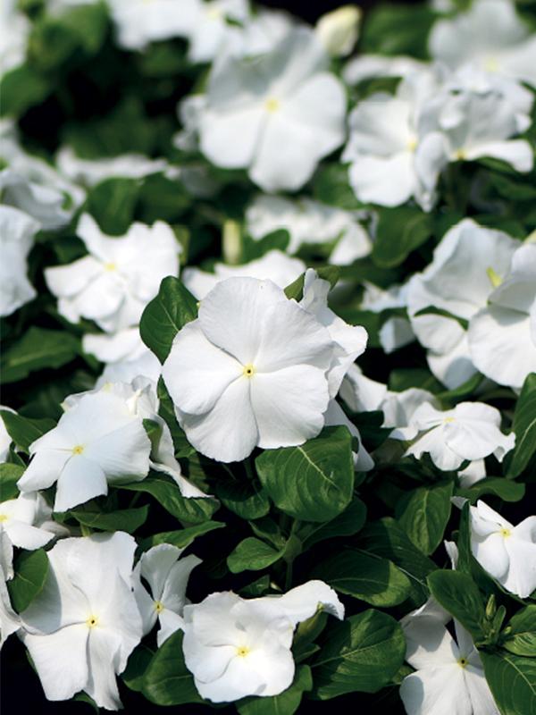 Vinca Blockbuster White - View 4 from www redcrocus com