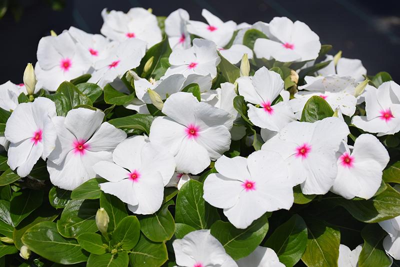 Vinca Blockbuster White - View 6 from www redcrocus com