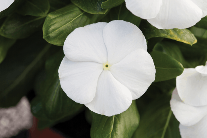 Vinca Blockbuster White - View 8 from www redcrocus com